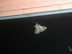 سبب وجود الفراشات في غرفة النوم